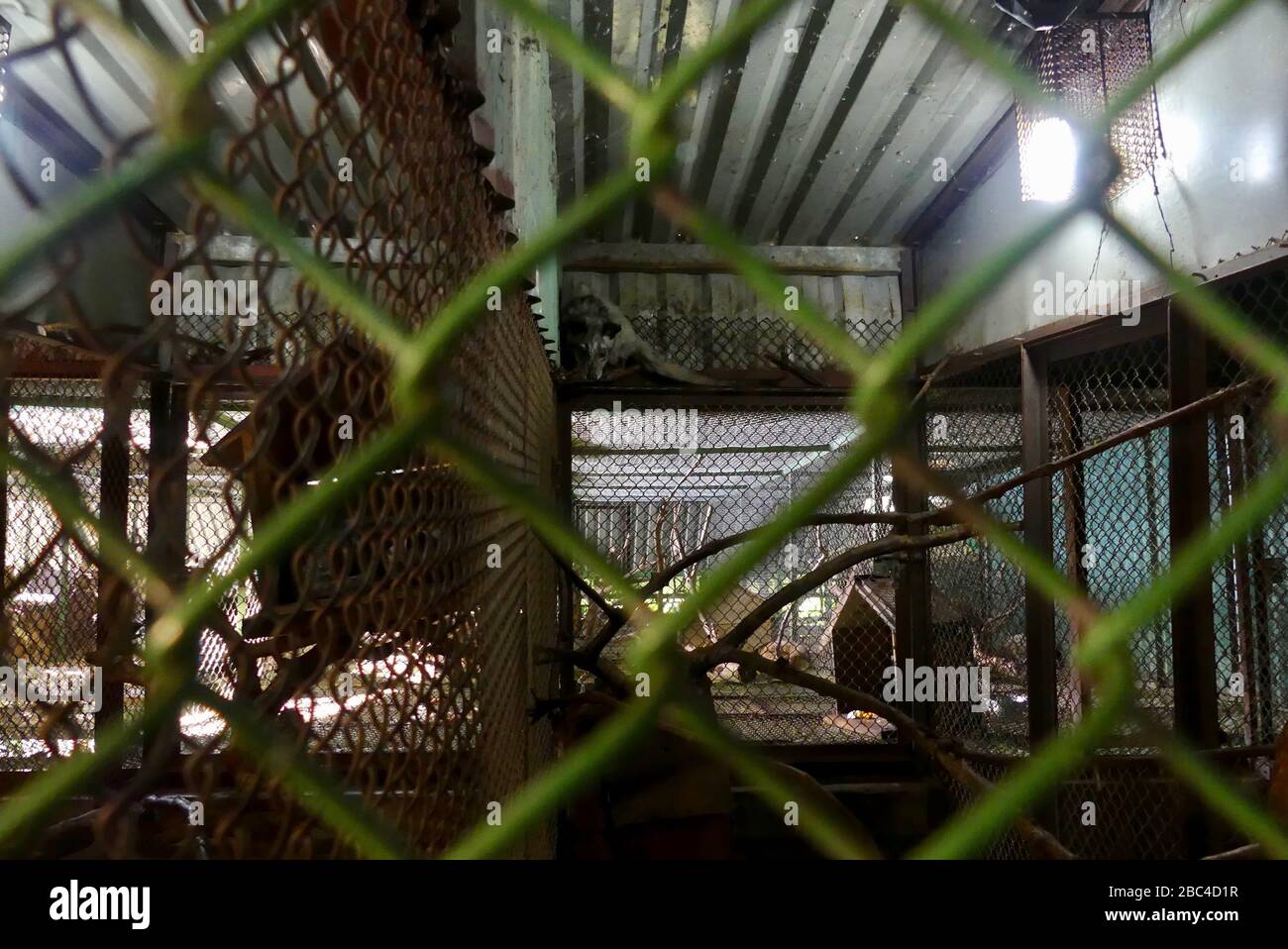 asian palm civet,Kopi luwak,caged,asia,vietnam,cage,agriculture,animal,captive,coffee,weasel,production,drink,controversial,captivity,trapped,small,so Stock Photo