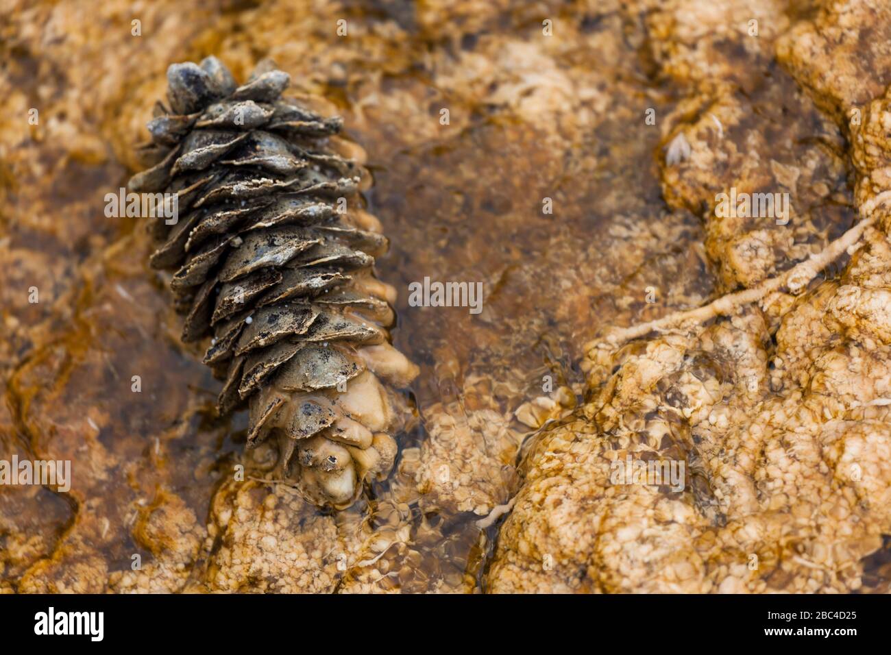 A pine cone resting in a shallow pool of geothermal mineral water at Mammoth Hot Springs in Yellowstone National Park, Wyoming. Stock Photo