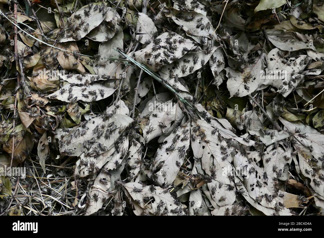 Vietnam bug hires stock photography and images Alamy