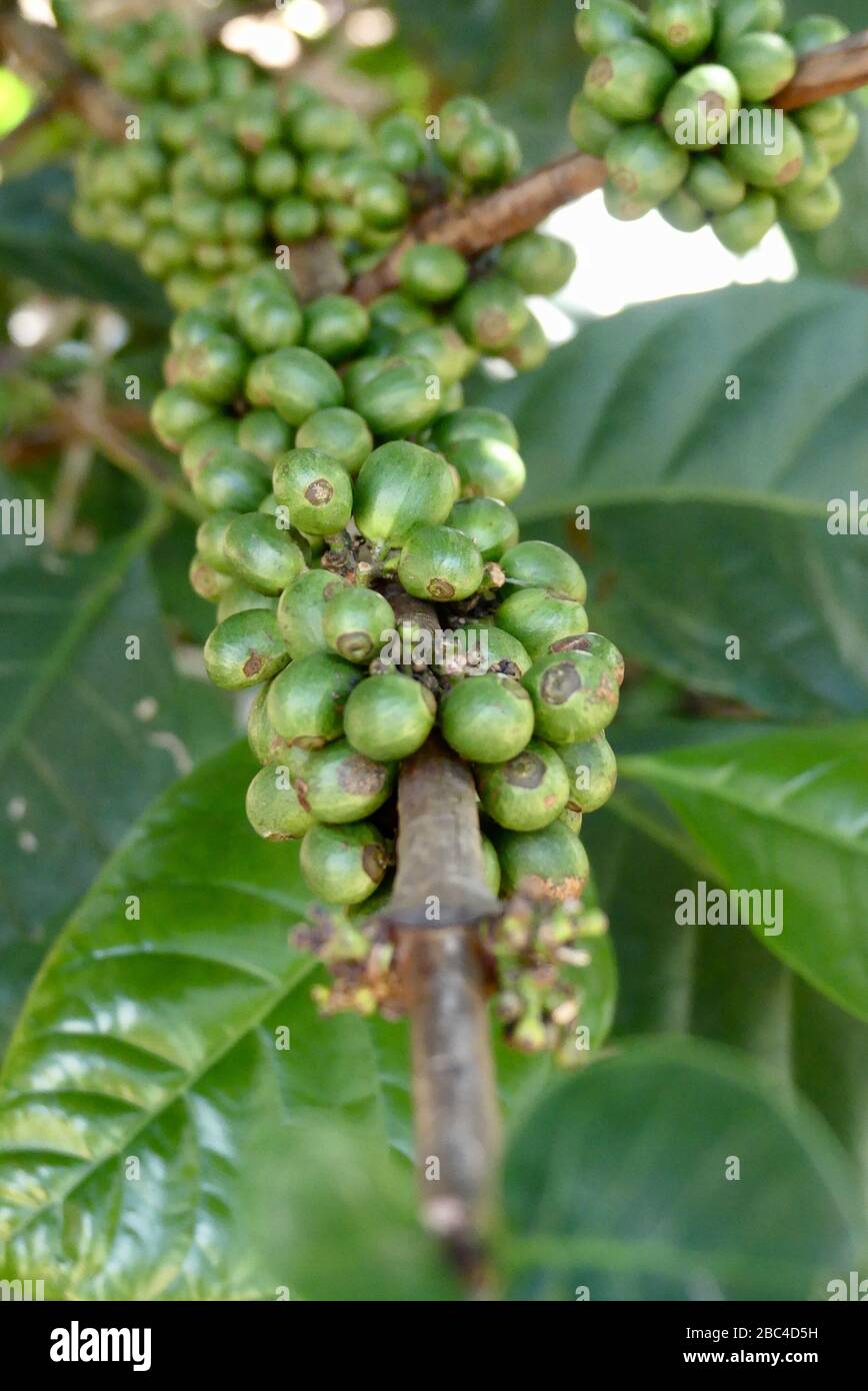 Close up of green raw coffee beans on plant in Da Lat, Vietnam Stock Photo