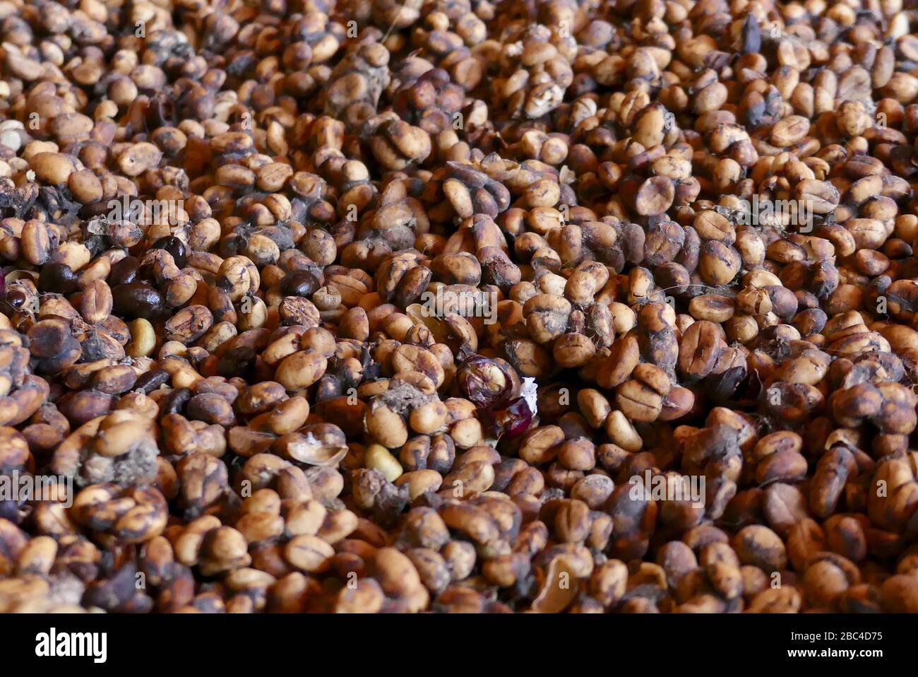 Weasel feces with embedded coffee beans Stock Photo