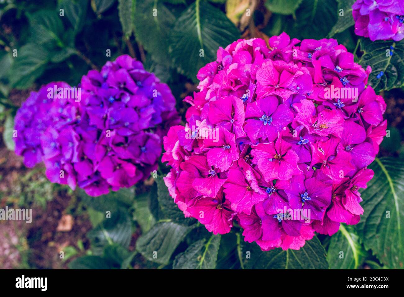 Pink and purple Hydrangea flower (Hydrangea macrophylla) blooming in ...