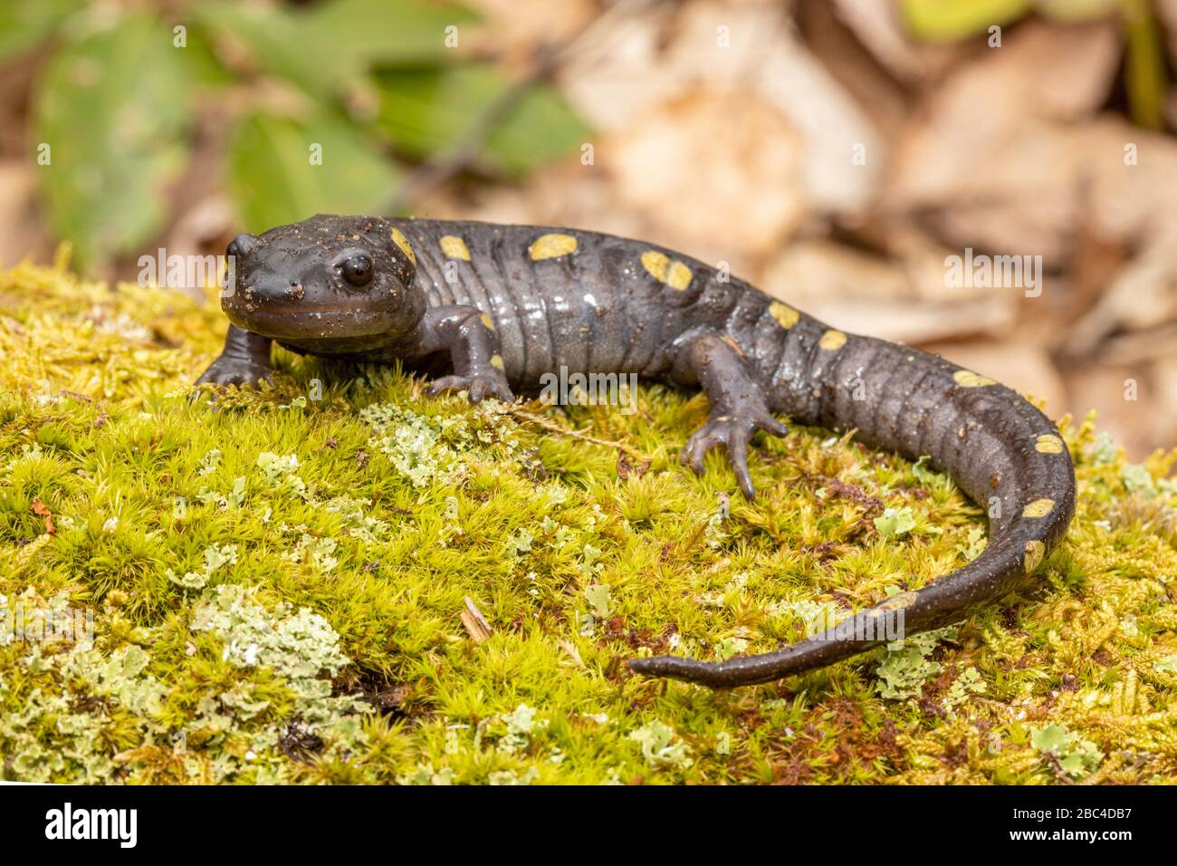 Adult spotted salamander Ambystoma maculatum Stock Photo Alamy