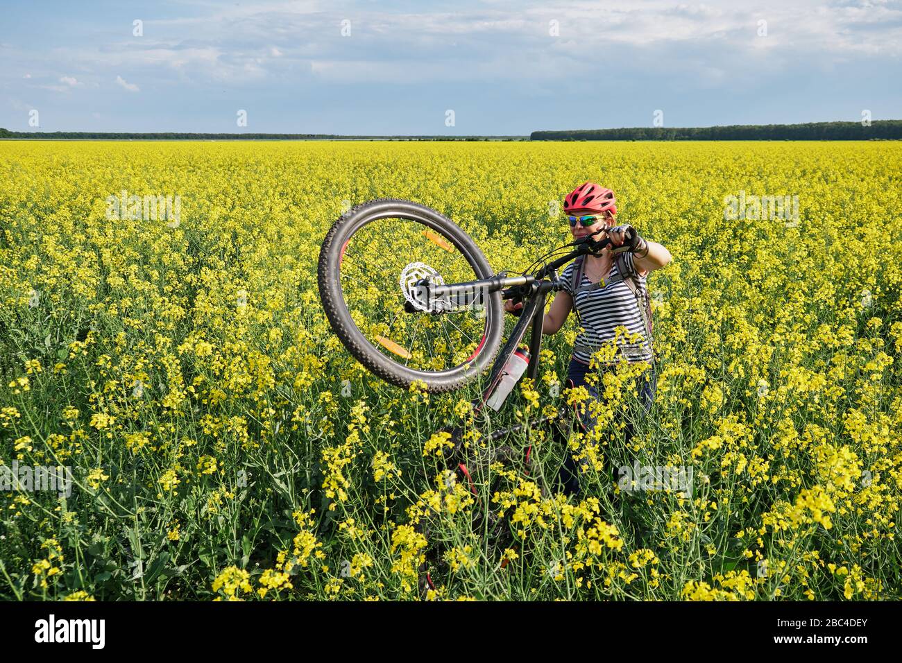 Female cyclist moves through a rapeseed field on foot, lifting her mountain bike on the rear wheel. Stock Photo