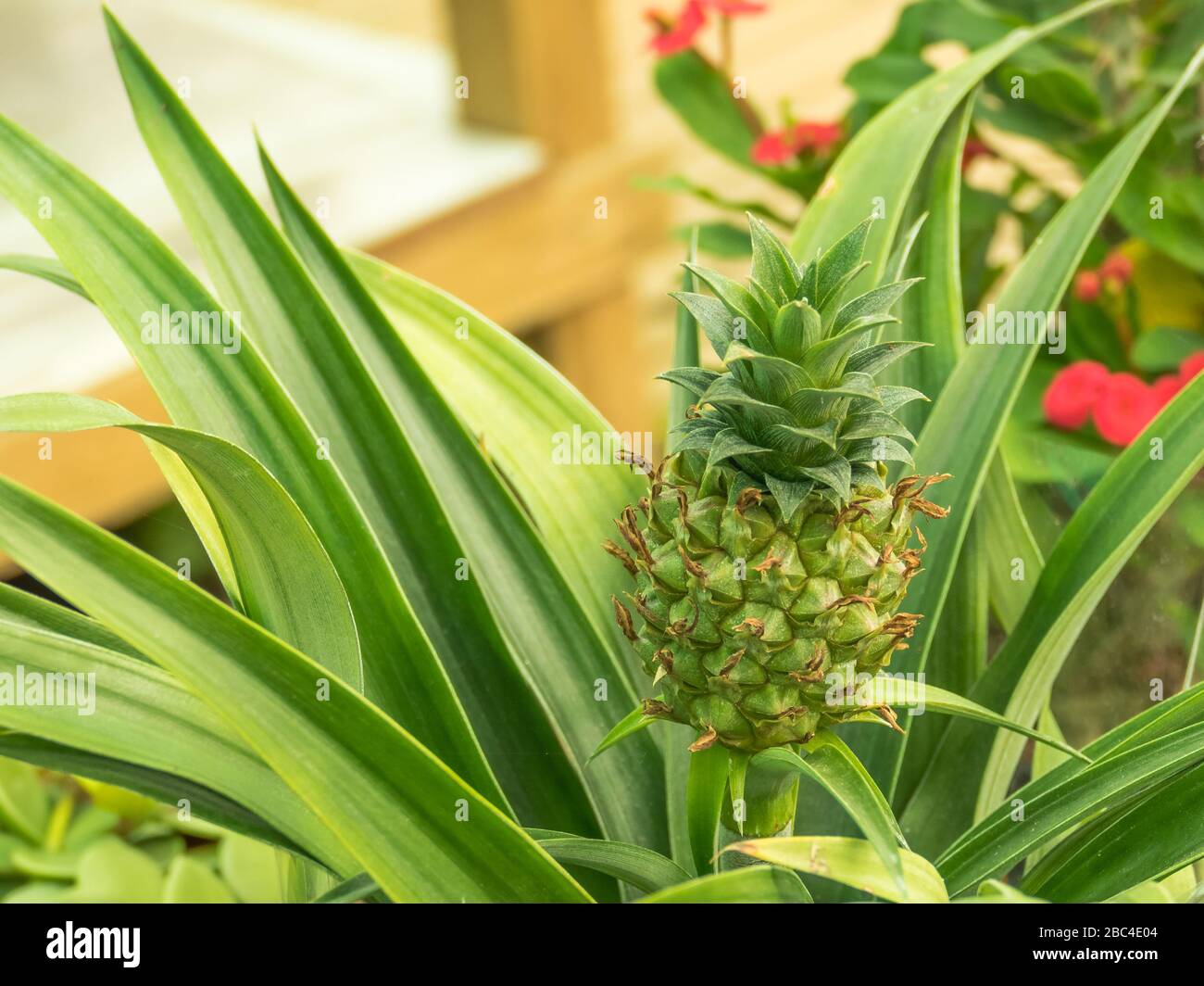 plant bromelia pineapple Ananus comosus Champaca Stock Photo
