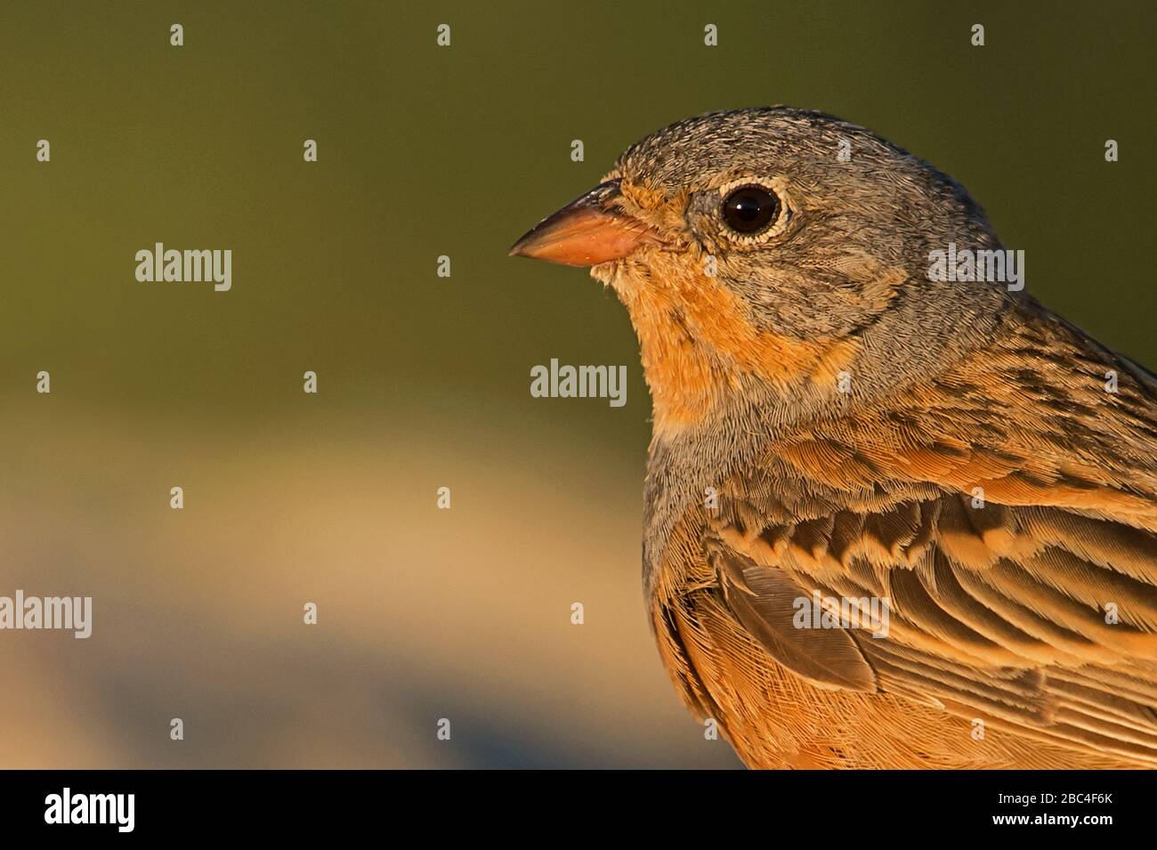 Cretzschmar's bunting, Lesvos, Greece Stock Photo