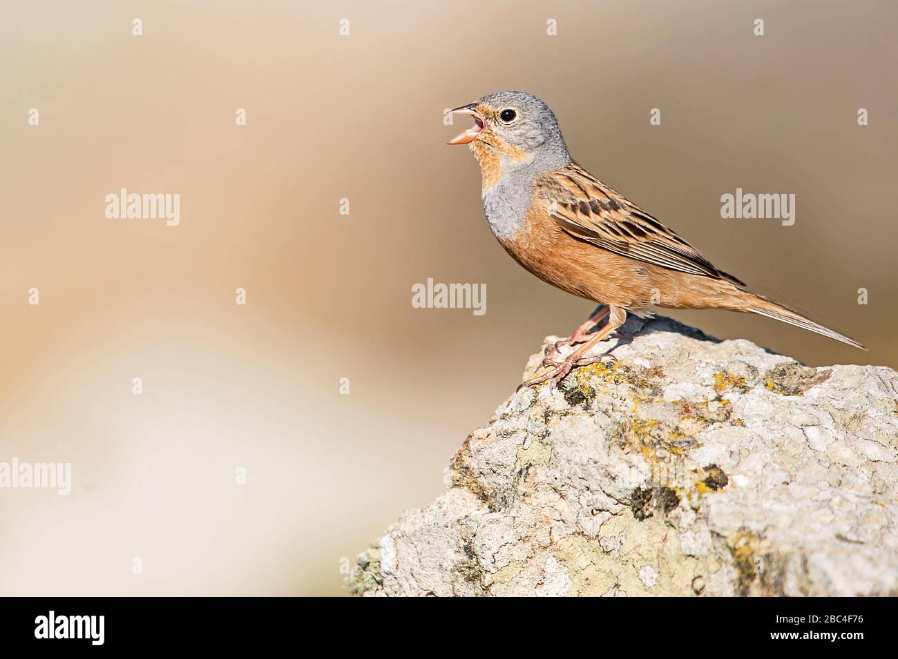Cretzschmar's bunting, Lesvos, Greece Stock Photo