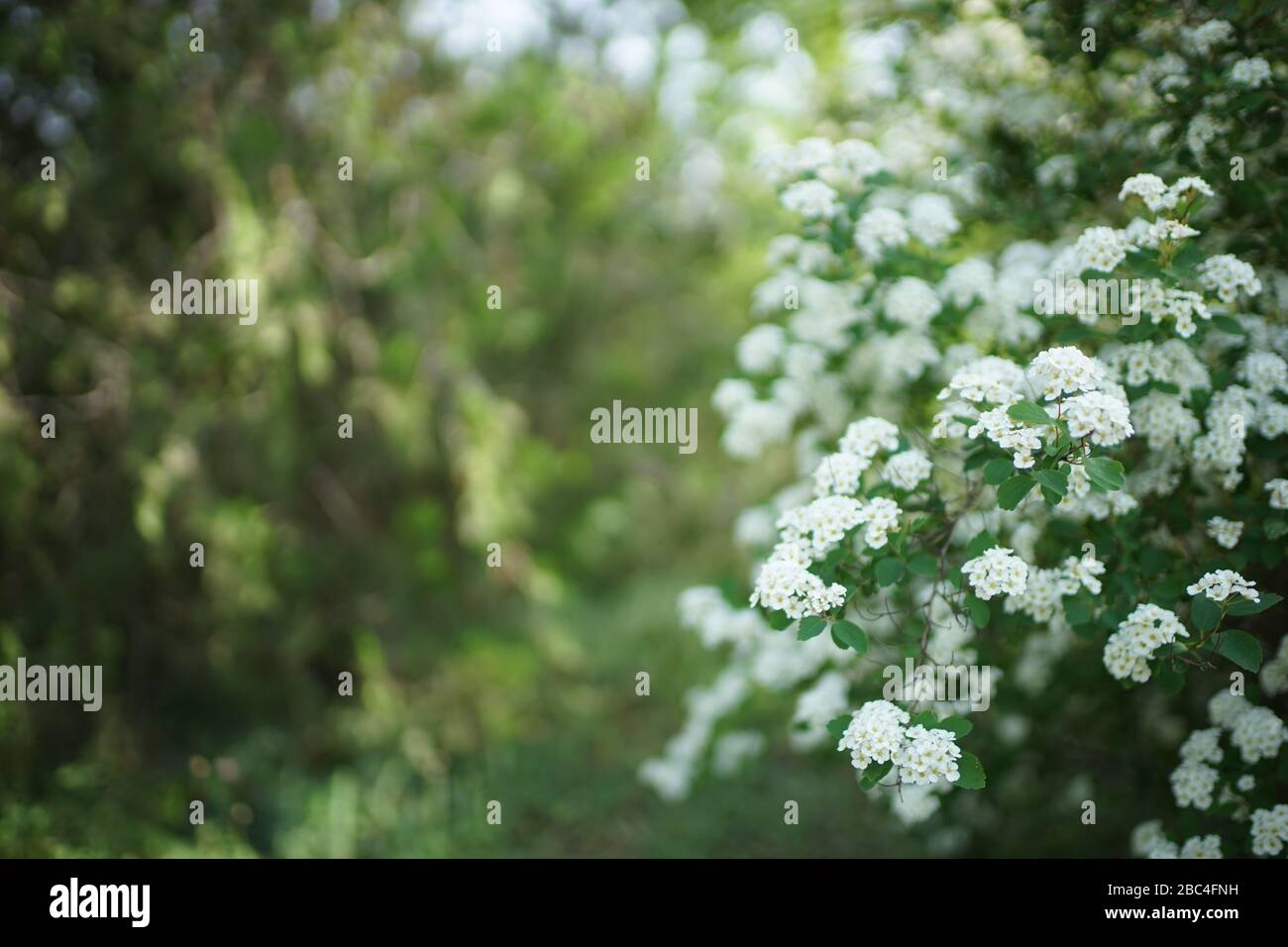 Bush cherry in bloom with small white flowers. Stock Photo