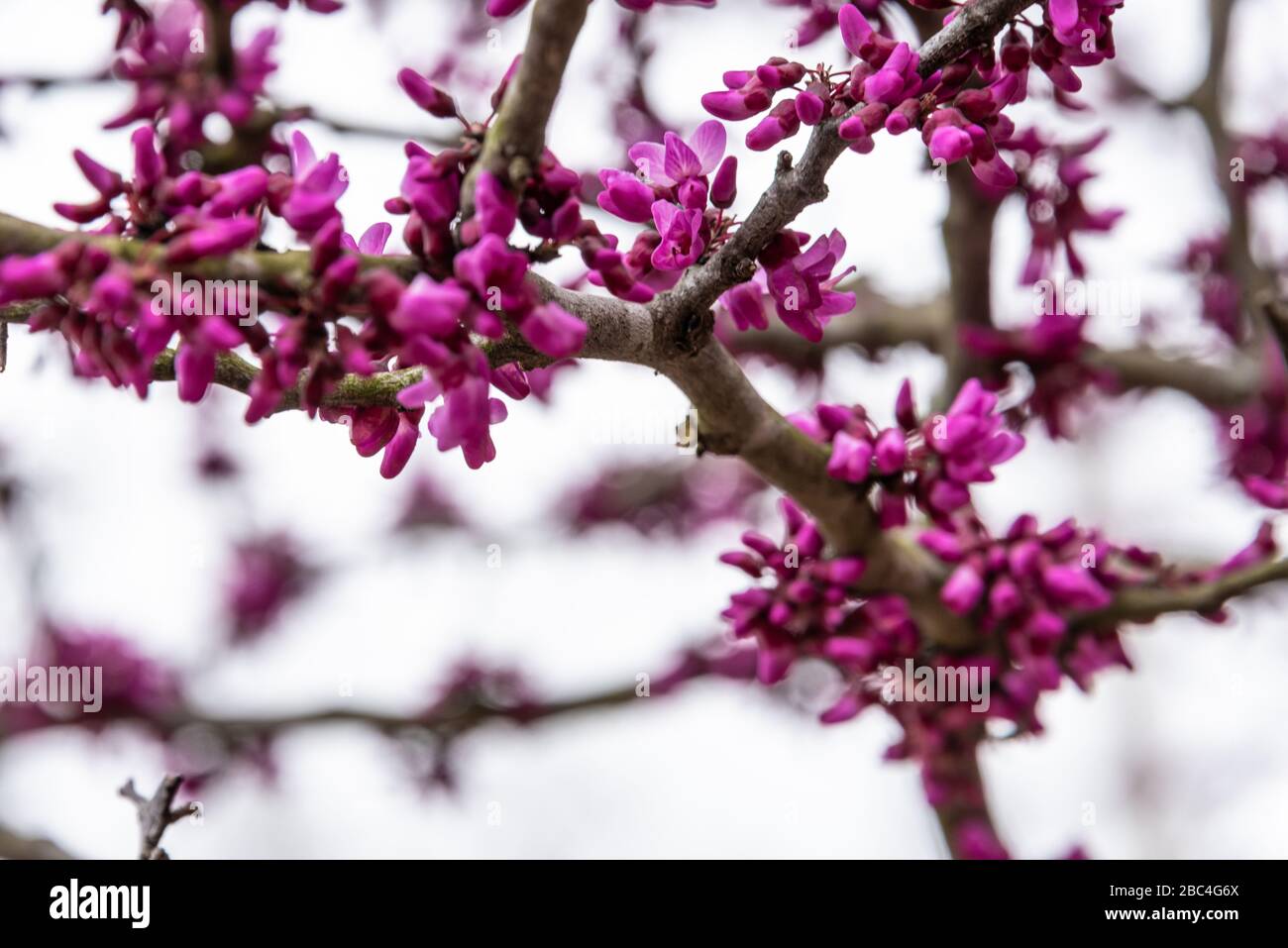 Vibrant Eastern redbud (Cercis canadensis) blossoms in Fort Gibson, Oklahoma. Eastern rosebud is the state tree of Oklahoma. (USA) Stock Photo