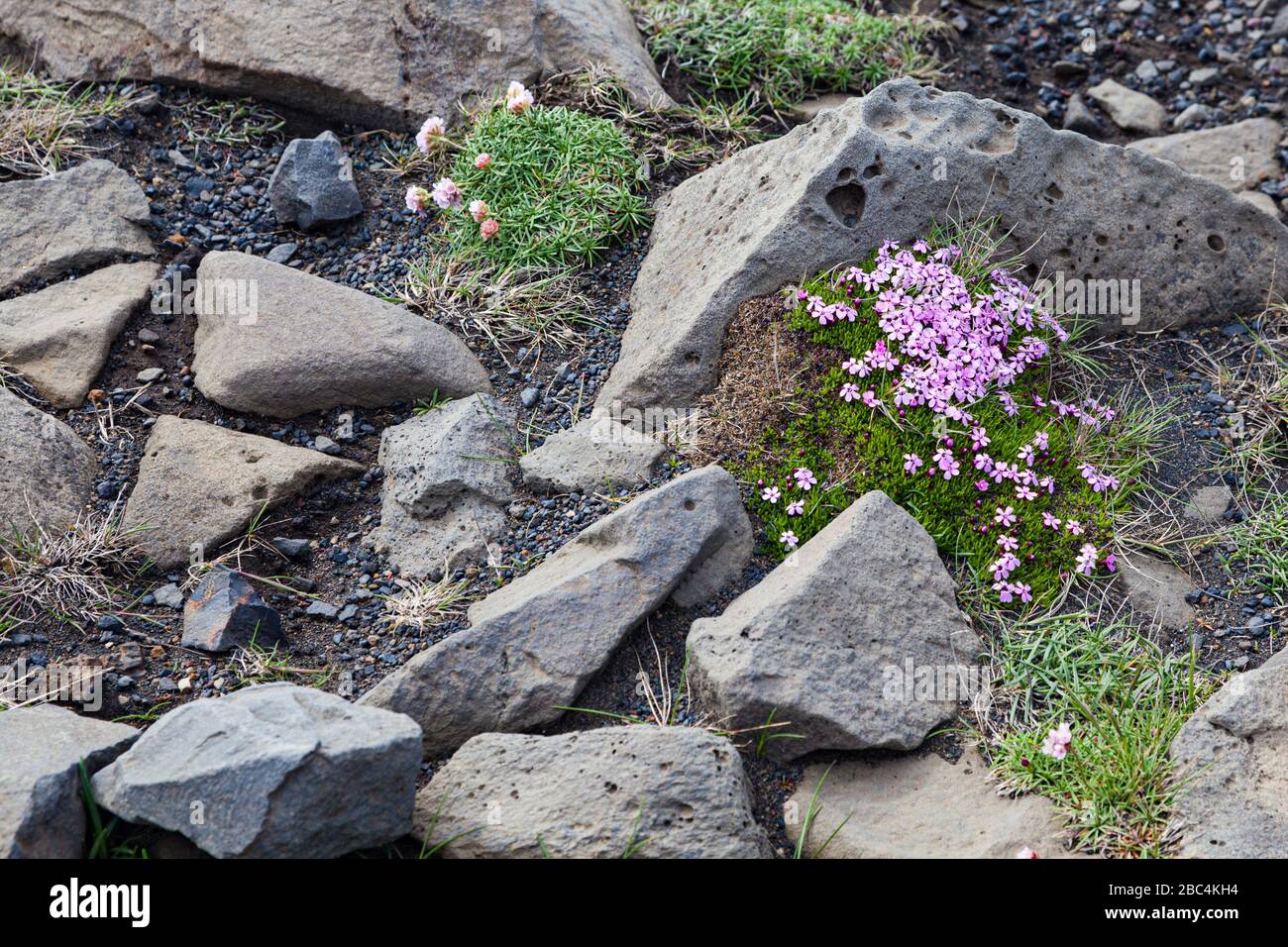 Spreading Ground Cover High Resolution Stock Photography and Images - Alamy