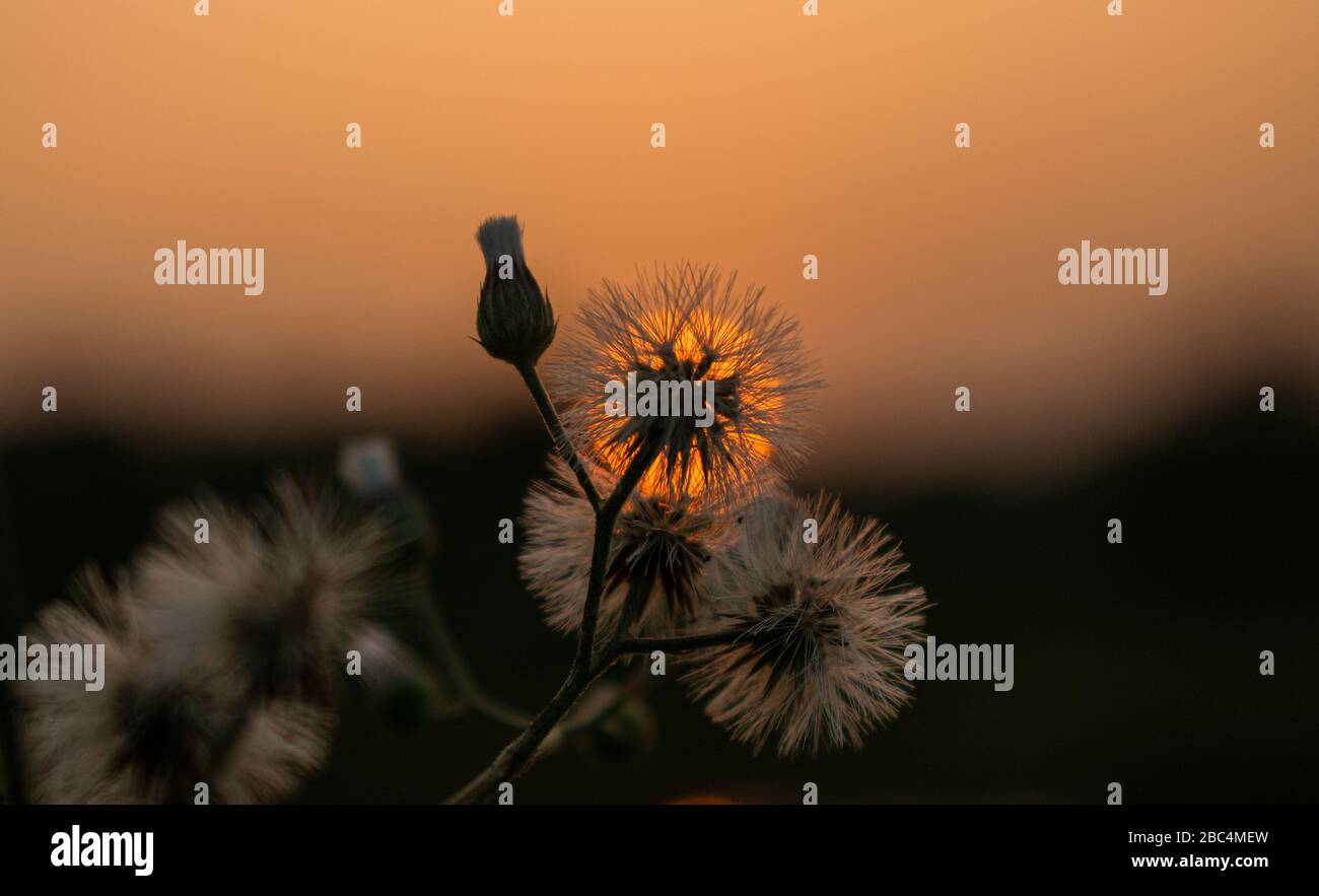 Dawn sun golden sky hi-res stock photography and images - Alamy