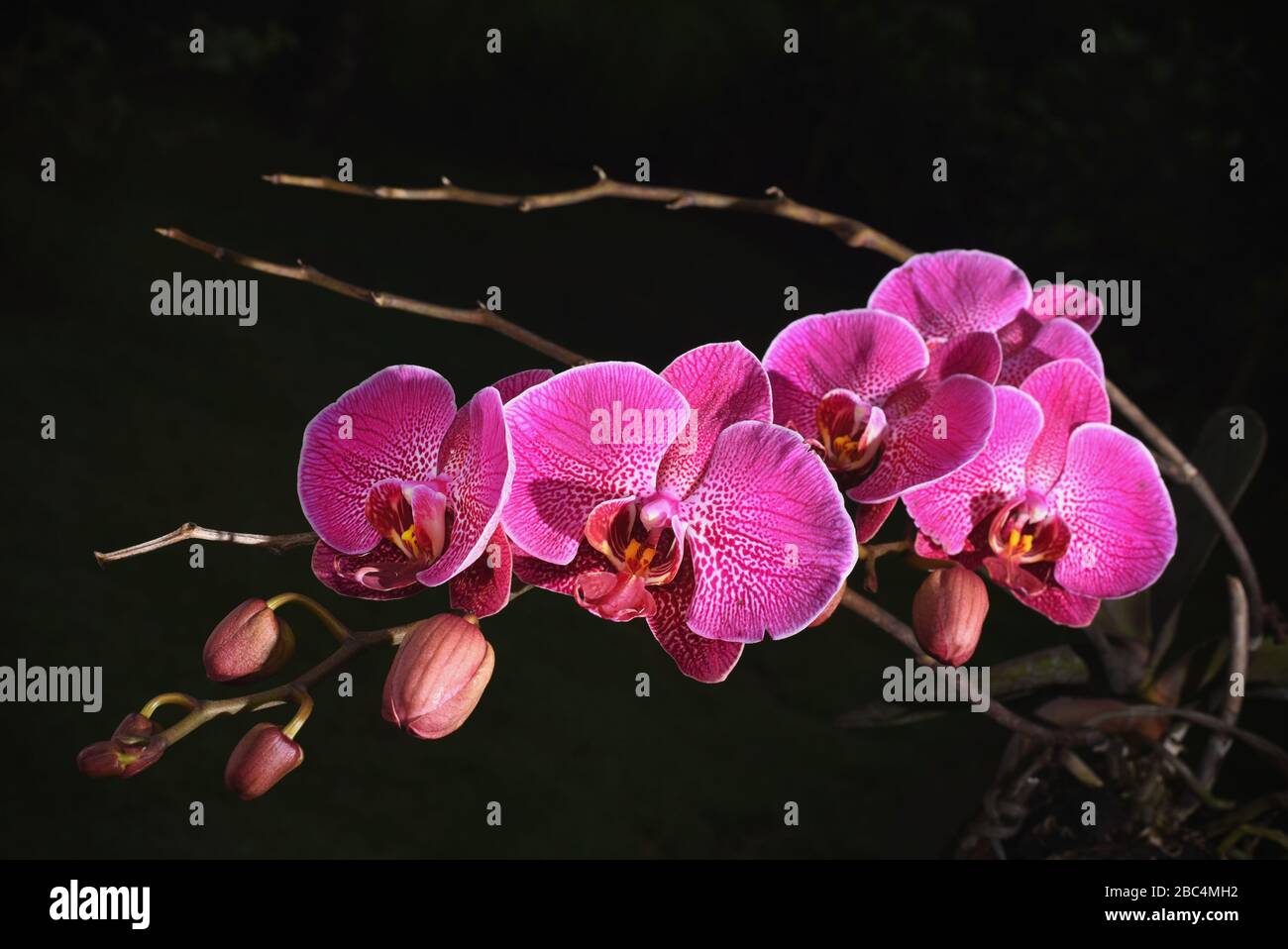 Orchid. Stock Photo