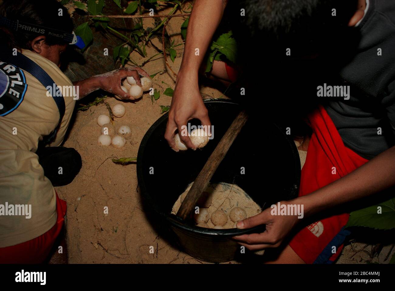 Voluntary conservation workers collecting the eggs of a green sea turtle (Chelonia mydas) at night before moving them to a hatchery facility. Stock Photo
