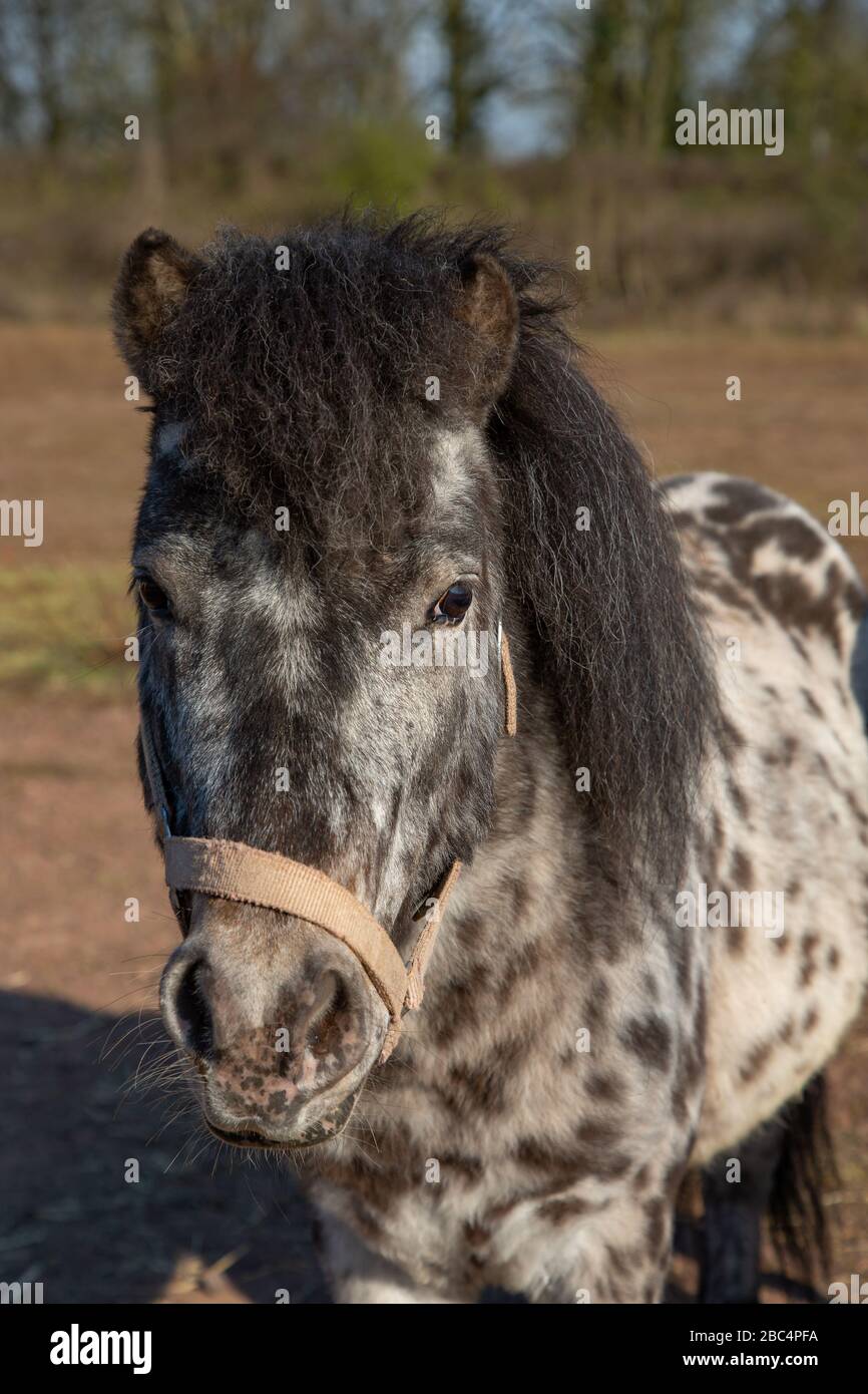 Portrait of a black and white spotted pony Stock Photo Alamy
