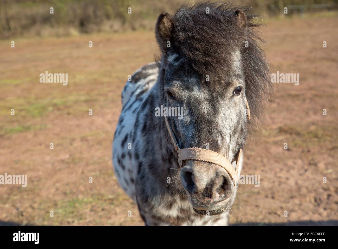 Black and white spotted horse hires stock photography and images Alamy