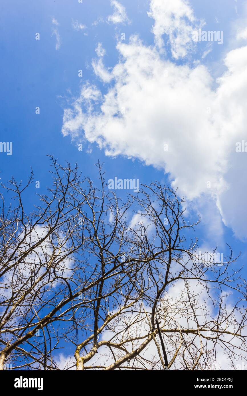 Tree silhouette against blue sky and white clouds hi-res stock ...