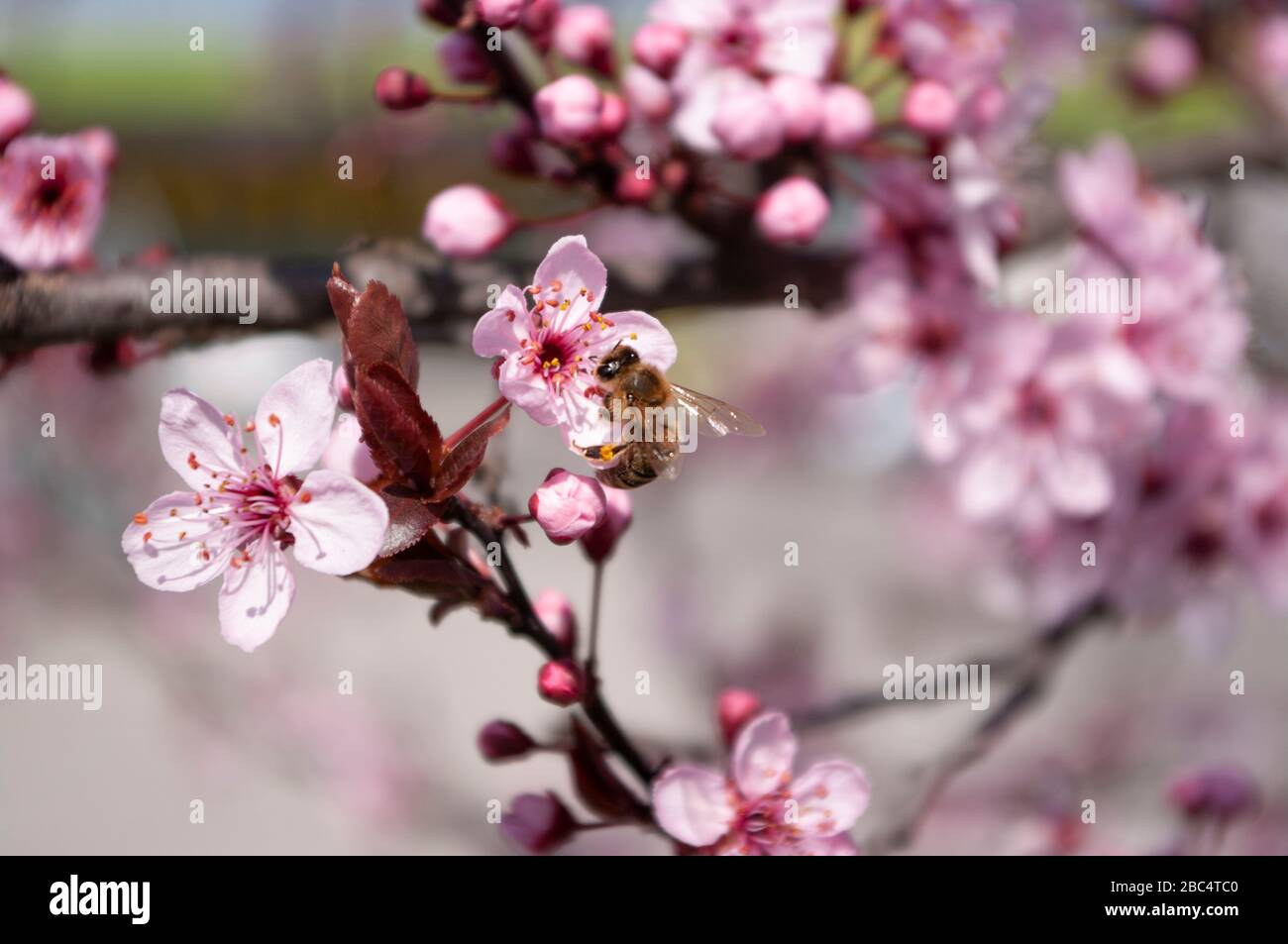 Honey bee sit on cherry flower , piking nectar. Beekeeping. Spring time