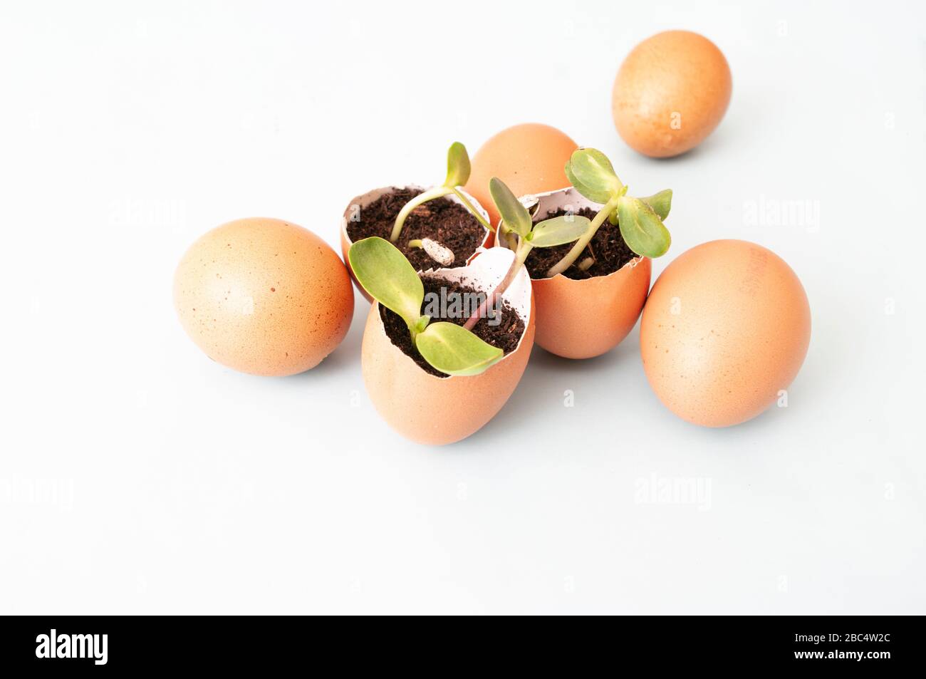 small sprouts, seed plants in eggshells and eggs. Growing vegetables, zero waste. Close up Stock Photo