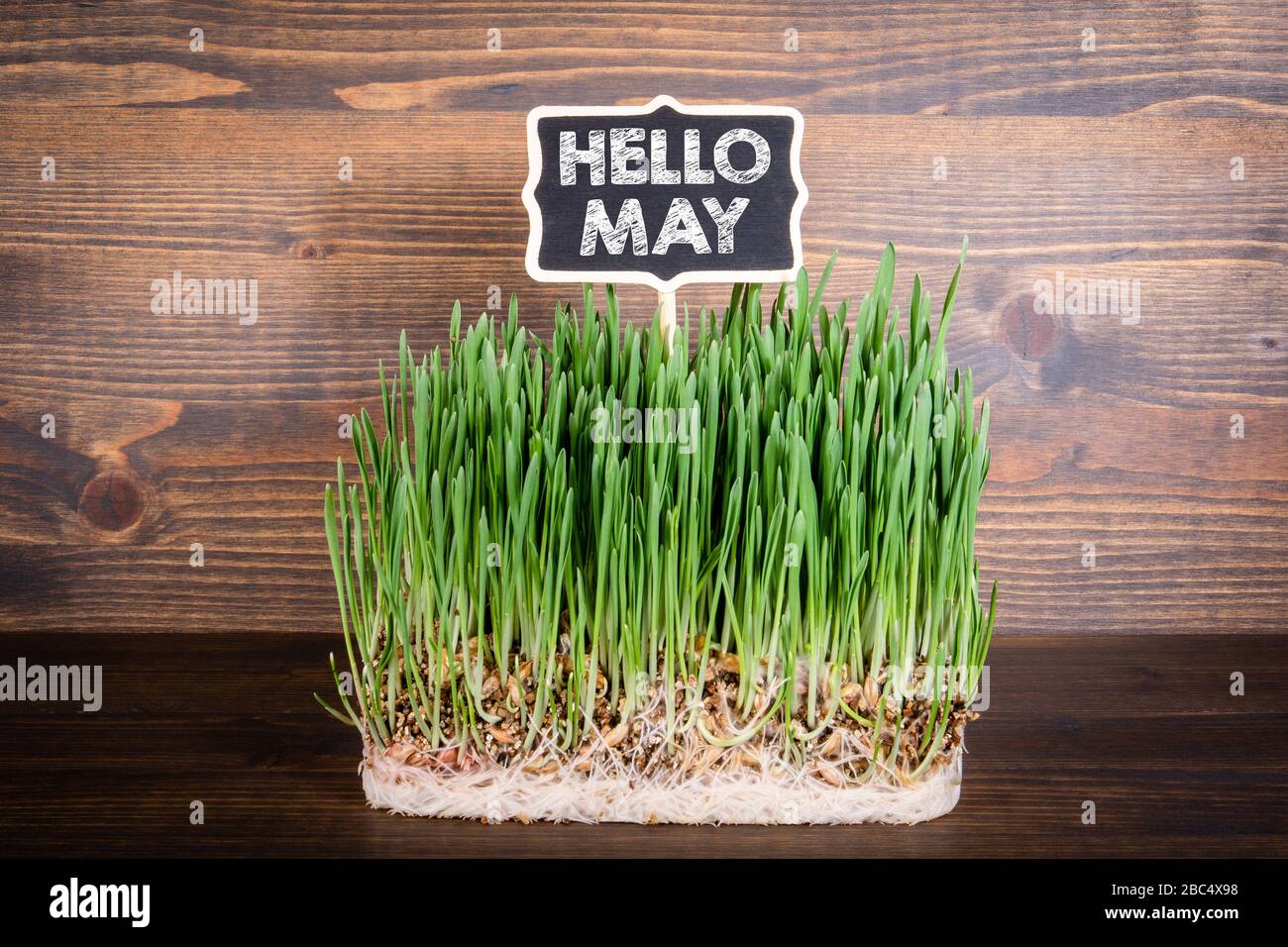 Hello May. Greetings and joy for spring. Green grass and chalk board Stock Photo