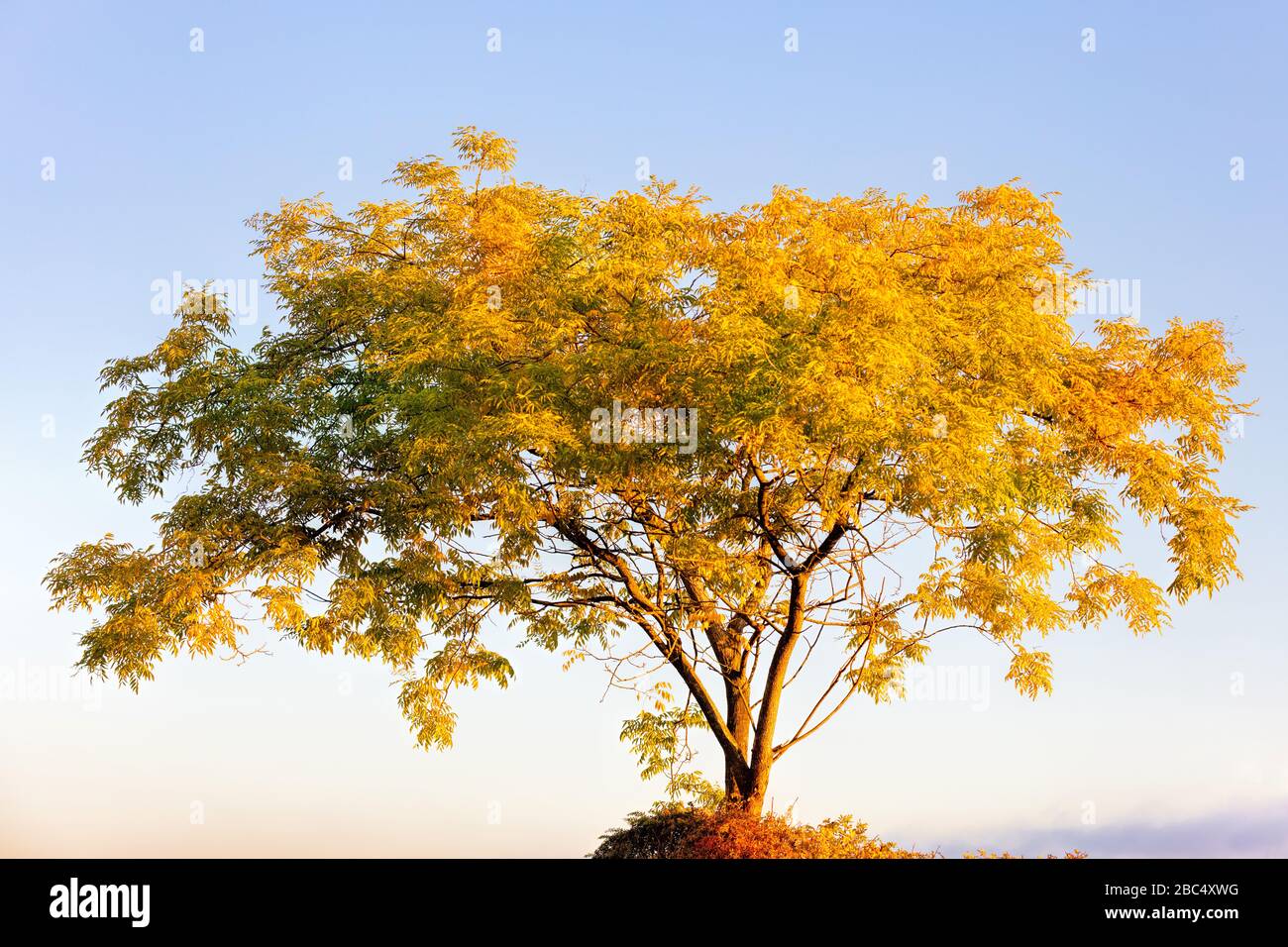 Large Yellow tree during the fall colors Stock Photo