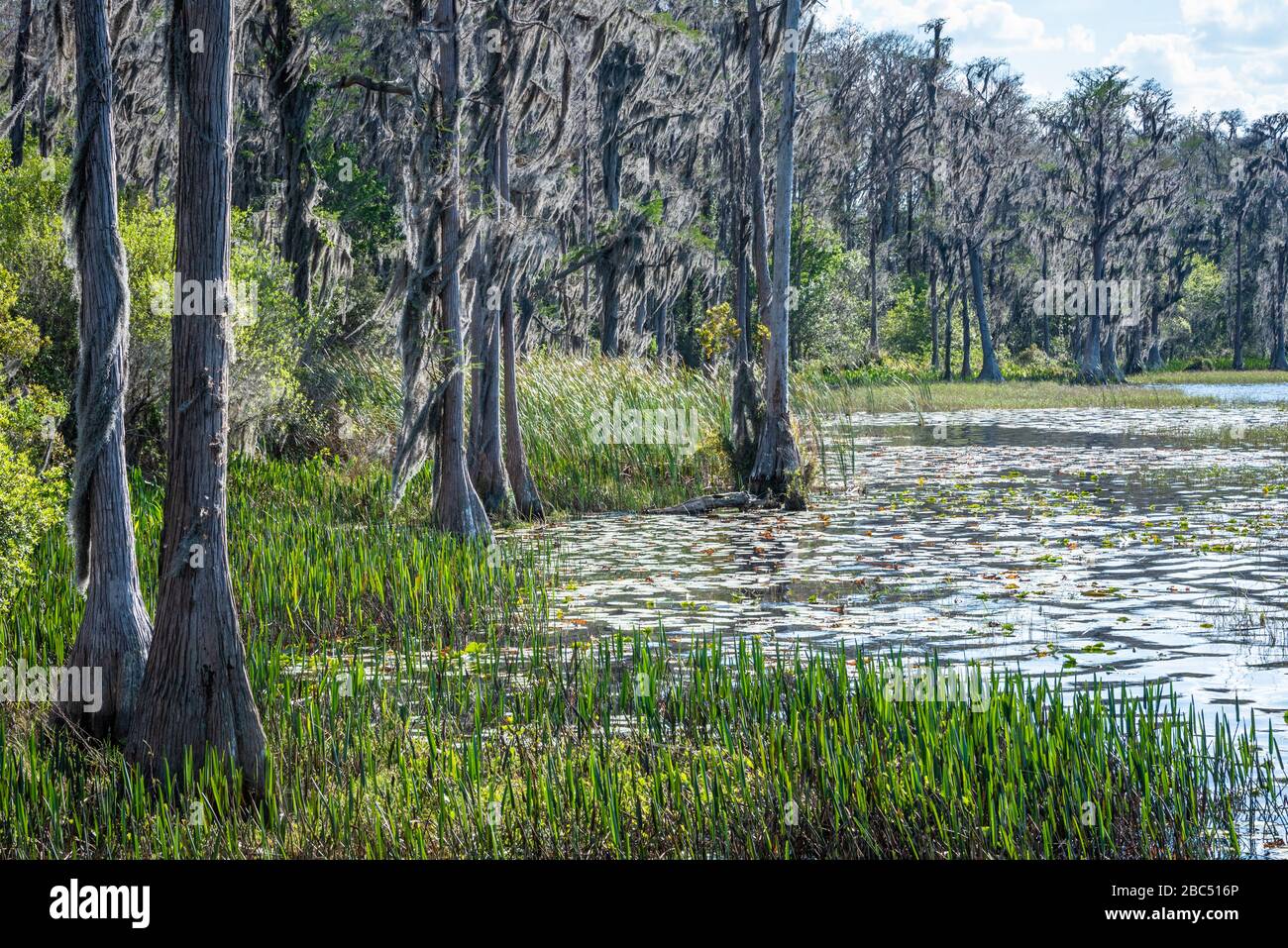 Florida bald Cypress trees with Spanish moss along the shoreline of Dixie Lake in Clermont, Florida's Lake Louisa State Park. (USA) Stock Photo