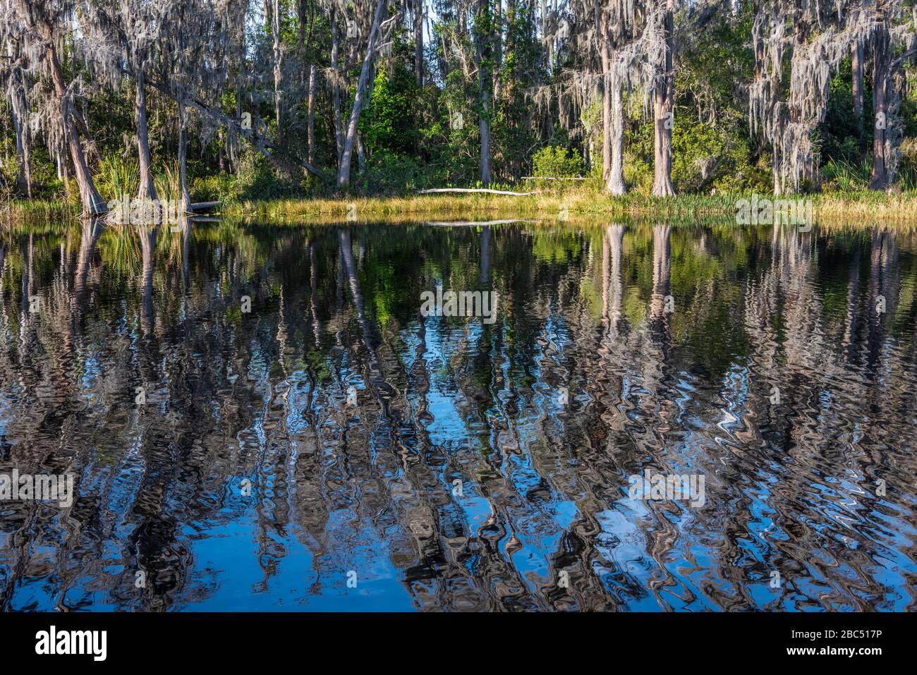 Scenic Central Florida landscape along Dixie Lake in Clermont, Florida's Lake Louisa State Park near Orlando. (USA) Stock Photo