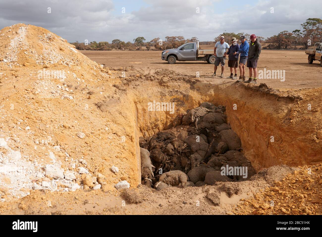 Simon Kelly at one of the several pits he has had to dig to bury all of his sheep.  Of 9000 he has had to bury more than 5000 of his sheep. Stock Photo