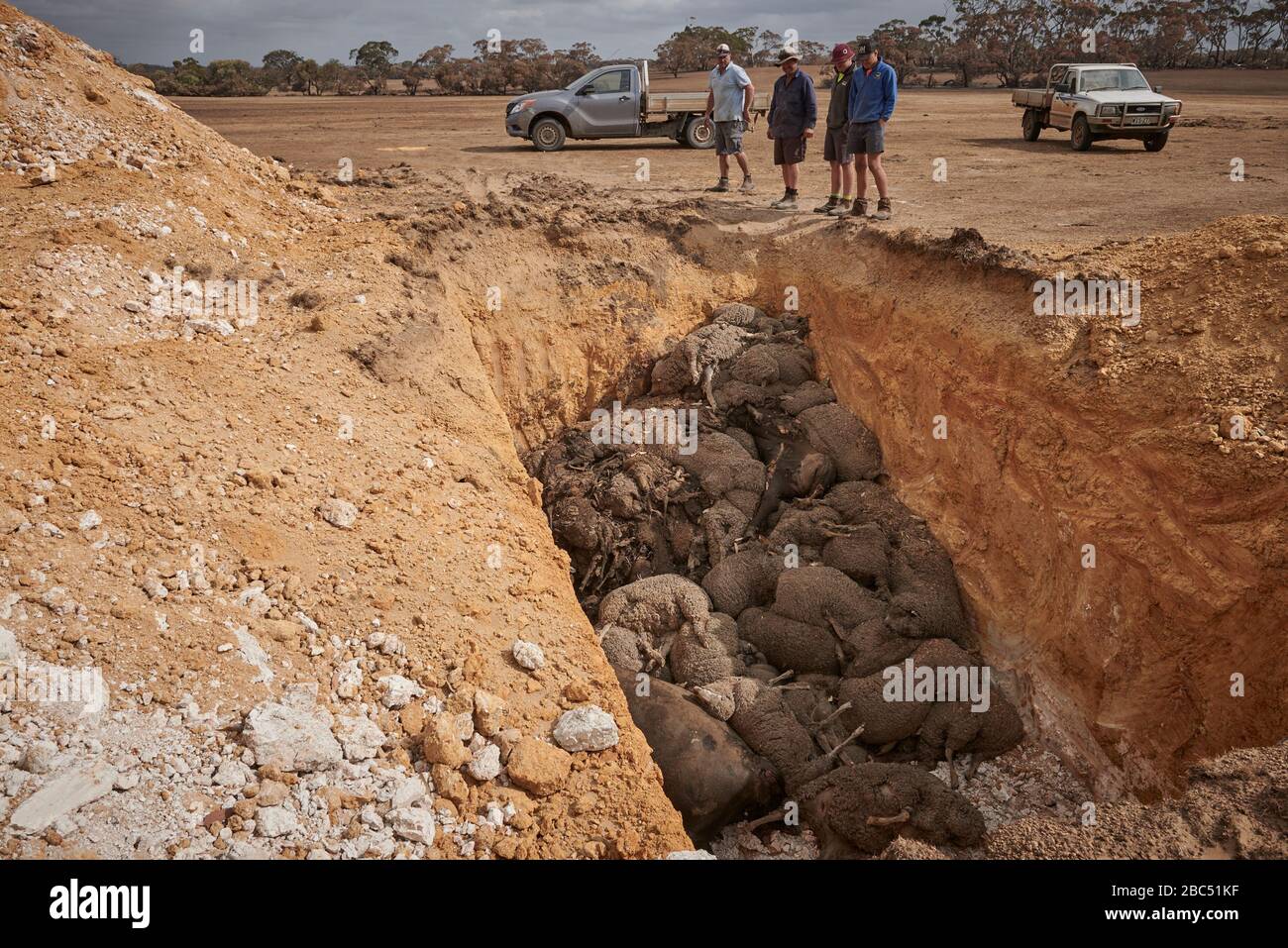 Simon Kelly at one of the several pits he has had to dig to bury all of his sheep.  Of 9000 he has had to bury more than 5000 of his sheep. Stock Photo