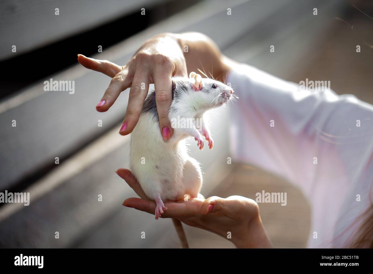 rat in the hands of man. Cute rat, symbol 2020 where, on a walk Stock Photo