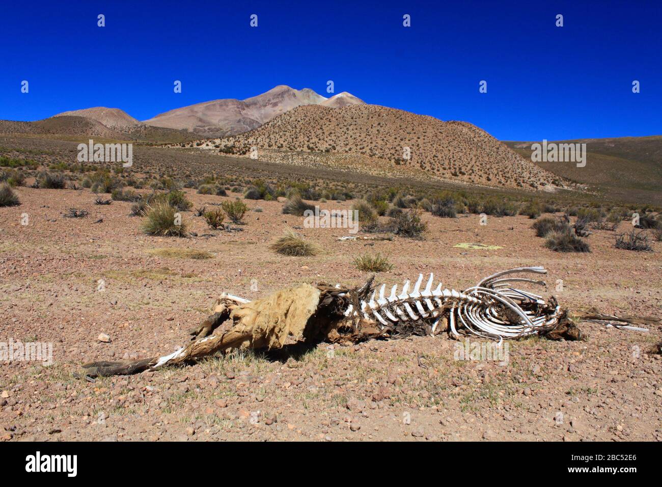 Chile - Atacama Stock Photo