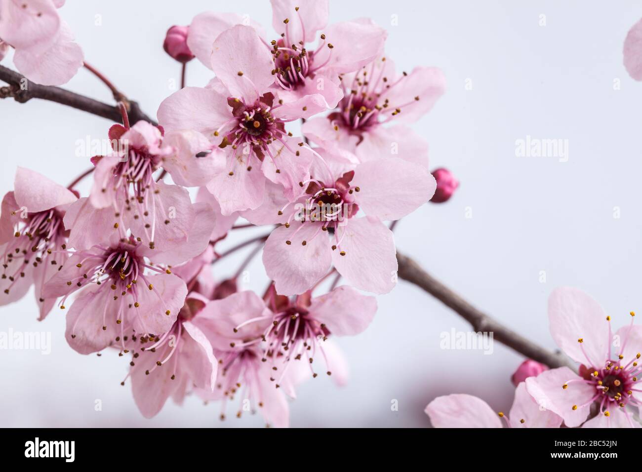 Spring pink cherry blossom on blue background Stock Photo