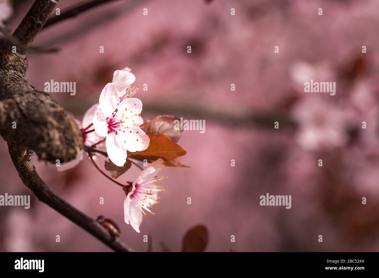 Spring pink cherry blossom on pink background Stock Photo