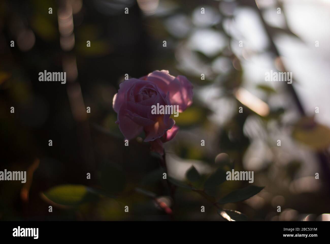 Pink Rose Flower Royal Botanic Gardens Kew Gardens, Richmond, London, TW9 3AE Stock Photo