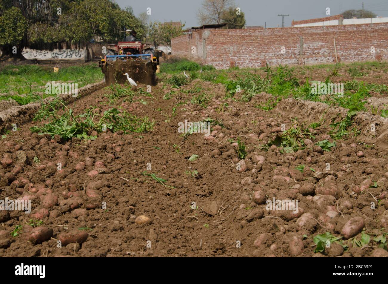 Potato harvesting machine hires stock photography and images Alamy