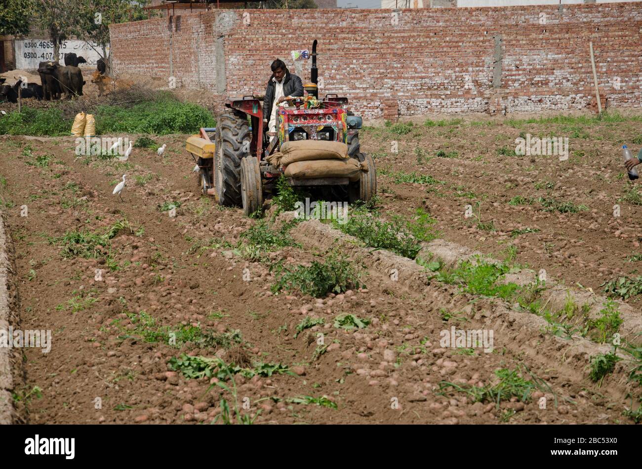 Potato harvesting machine hires stock photography and images Alamy