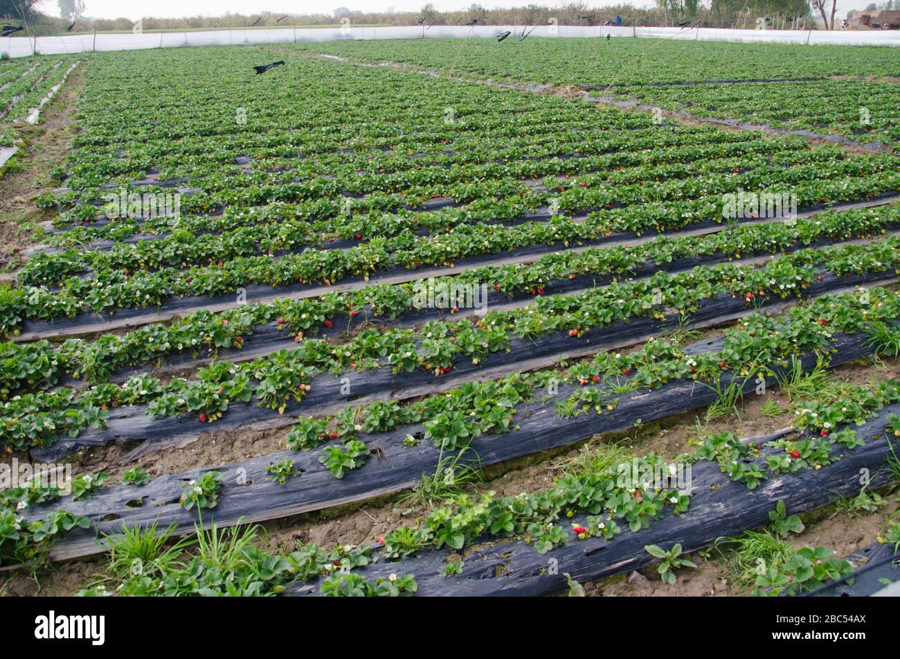 A strawberry field in Sharaqpur near Lahore, Pakistan Stock Photo Alamy