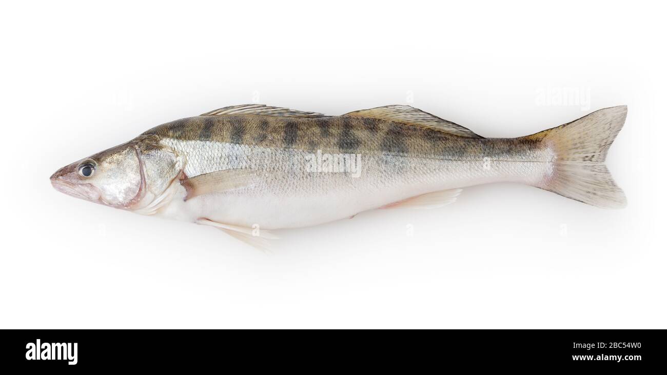 Fresh pike perch isolated on white background with clipping path Stock Photo