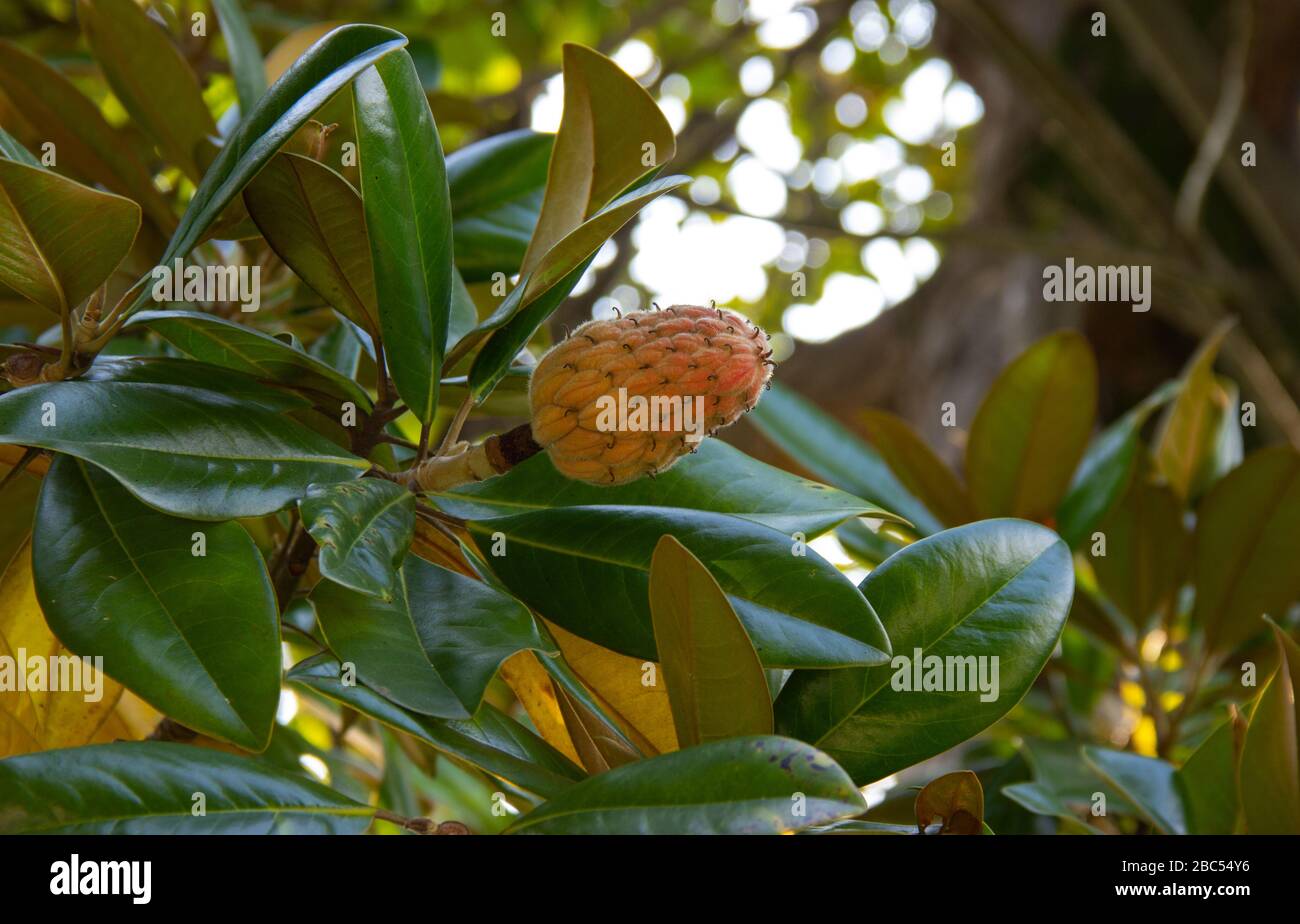 Branch of Magnolia Grandiflora tree, with seed pod and red, ripe seeds. genus of flowering plants in the Magnoliaceae family. seeds are ovoid with a s Stock Photo