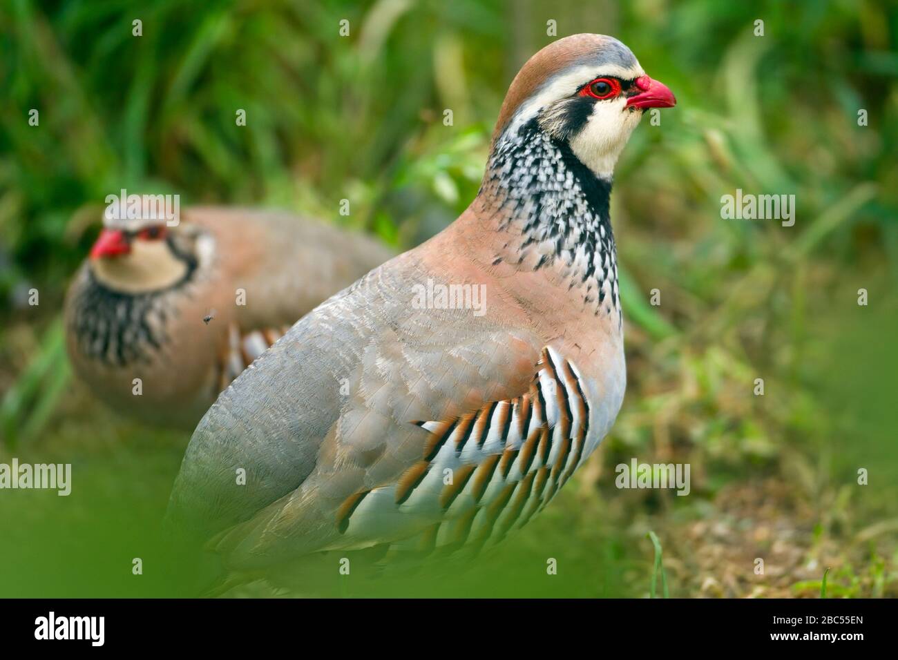 Red-legged Partridge Alectoris rufa feeding in meadow Norfolk Spring ...