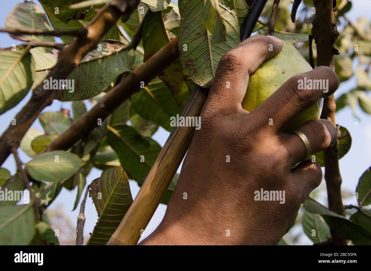 Muhammad Subhan picks guava from a tree to sorted and packed afterwards in Sharaqpur district of Punjab province in Pakistan. Stock Photo