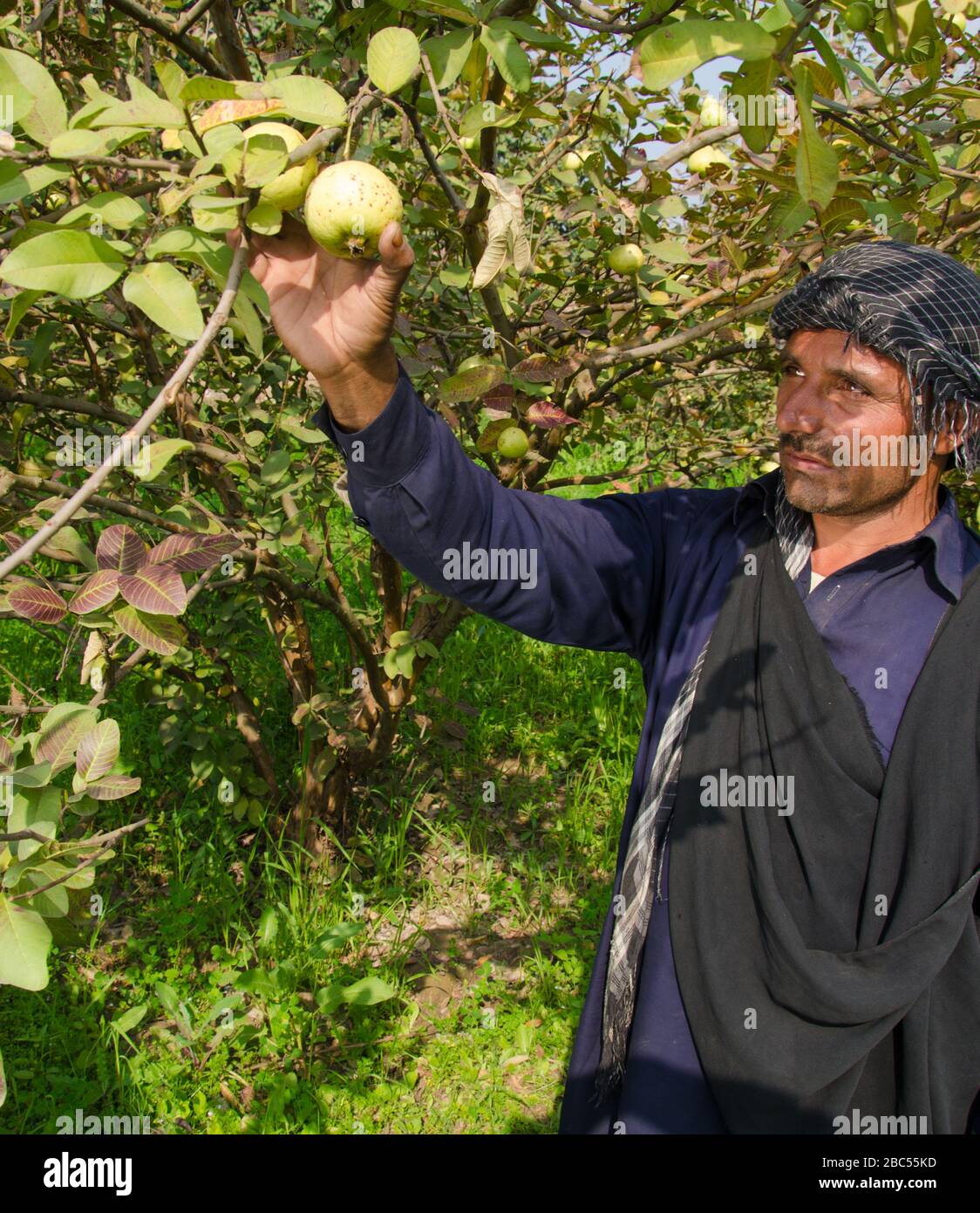 Wasim picks guava from a tree to sorted and packed afterwards in Sharaqpur district of Punjab province in Pakistan. Stock Photo