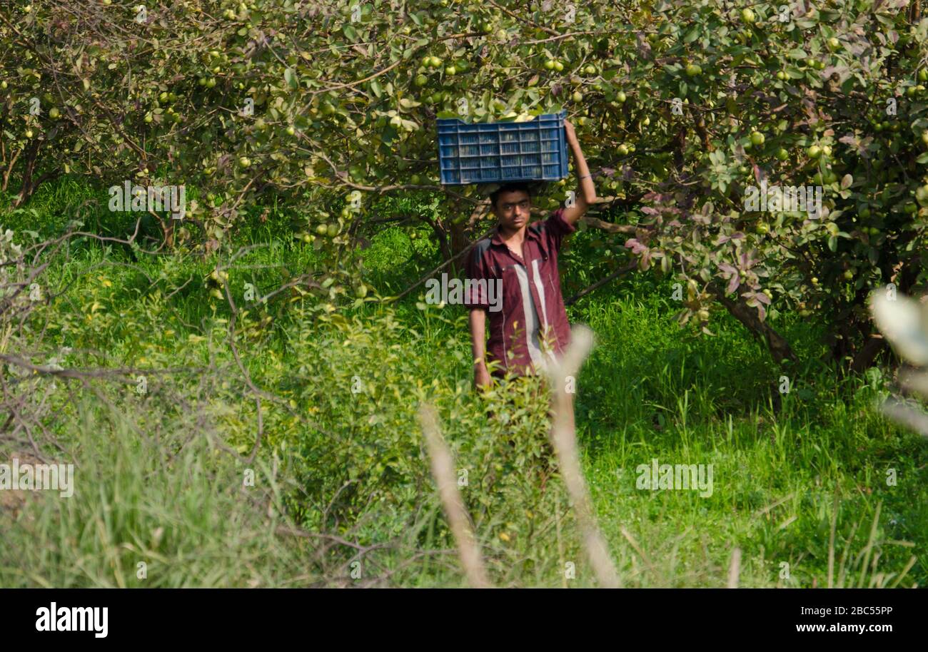 Zohaib Shah bringing Guava from pickers to a sorter and packer in a Guava orchard in Sharaqpur district of Punjab province in Pakistan. Stock Photo