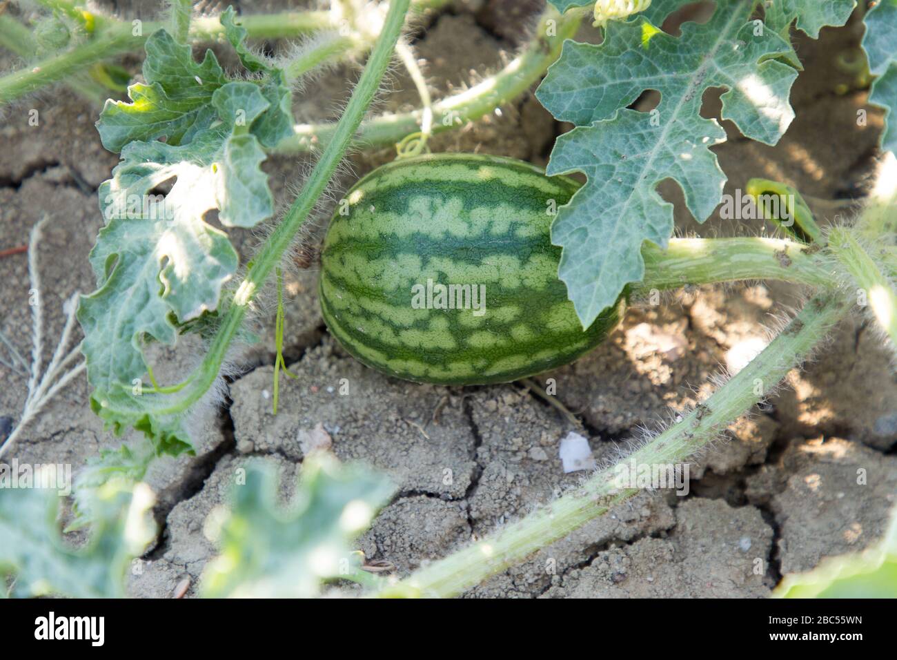 not yet ripe watermelon attached to the plant Stock Photo