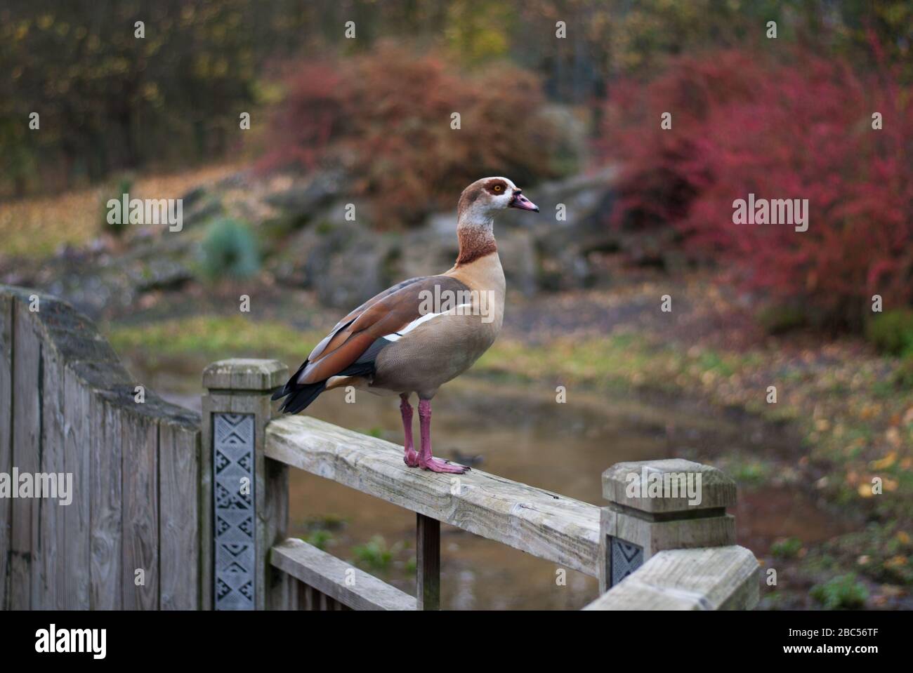 Egyptian Goose Bird at Wetland Centre, Queen Elizabeth's Walk, Barnes, Richmond, London, SW13 9WT Stock Photo