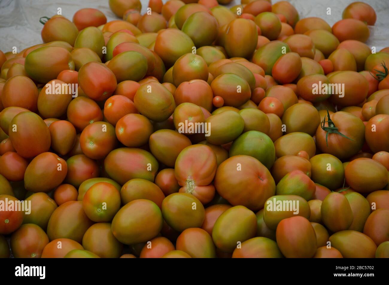 Freshly picked tomatoes at MA Agri Farm in Faisalabad are ready to be sorted and packed. Stock Photo