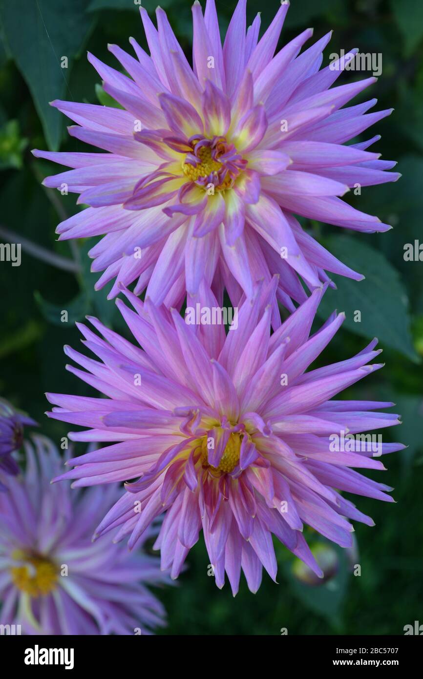 Dahlia name Jowey Gipsy. Close up of a flower with purple petals with a yellow centre. Stock Photo