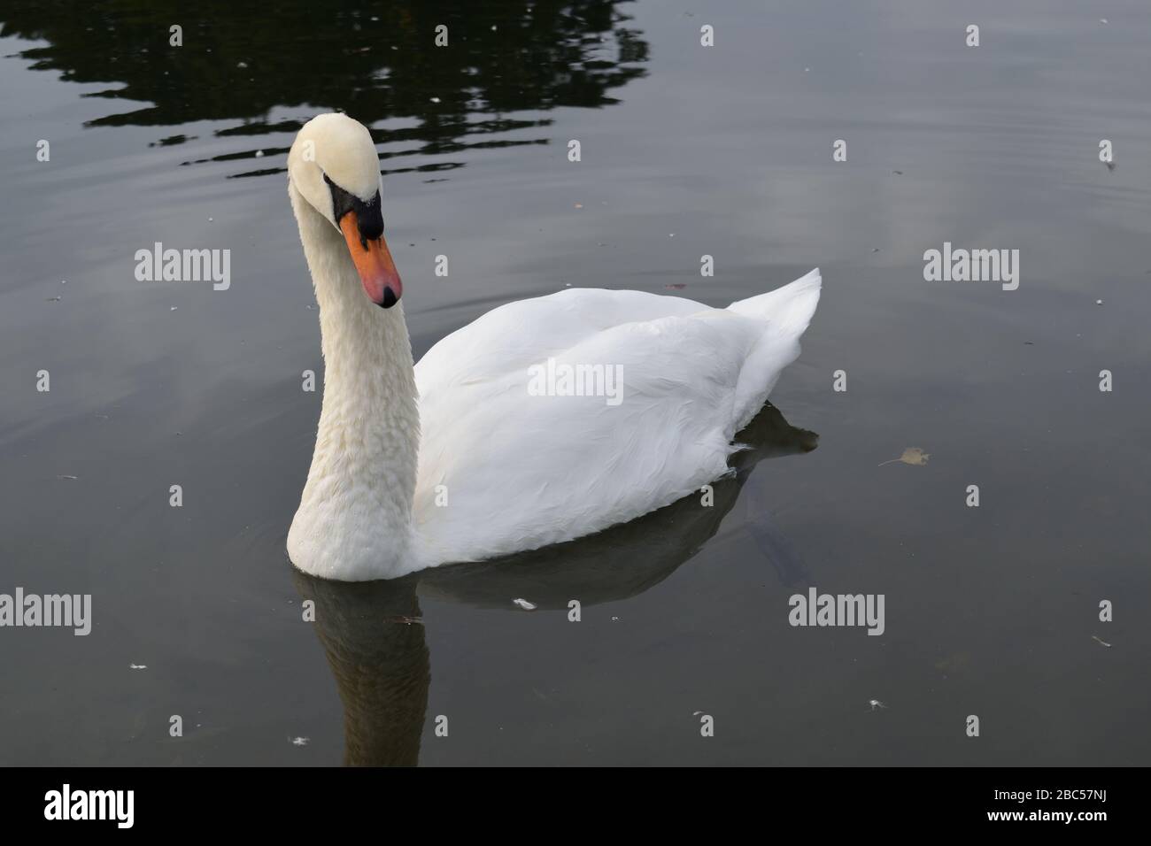 Mute Swan sitting in water. Stock Photo