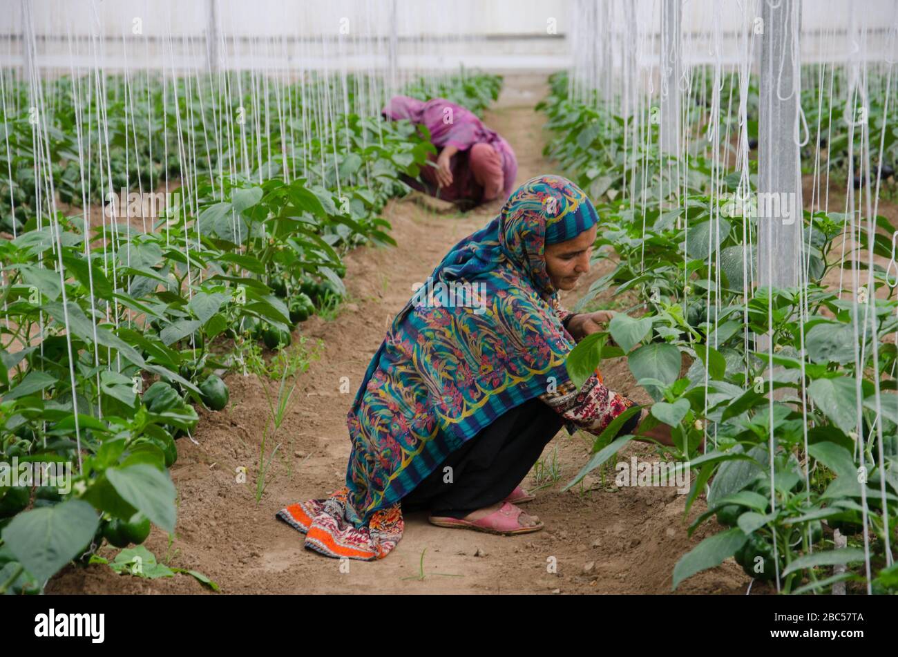 Female workers in Capsicum fields in MA Agri Farm in Faisalabad, Pakistan. Stock Photo