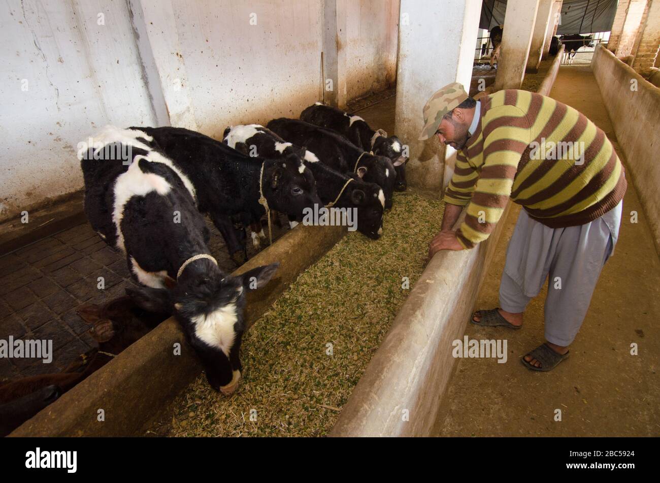 Livestock atendant Irfan Khan tends to animals in a smallholder dairy farm in Mardan district in KPK province of Pakistan. Stock Photo