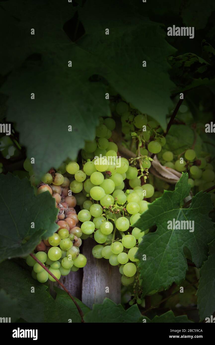 Grape disease. Rotting and ripening grapes on one vine. Crop infected gray mold. Agricultural problems. Botrytis cinerea. Poster background Stock Photo